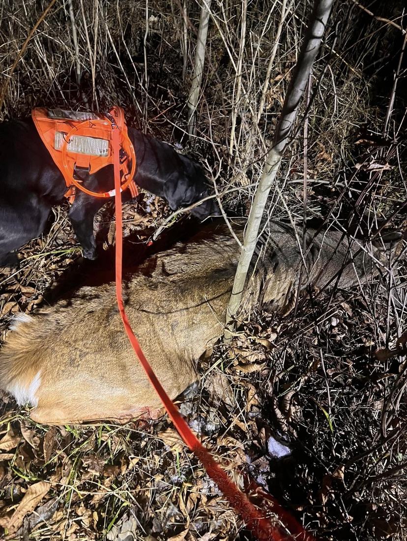Black tracking dog in an orange harness sniffing a deer on the ground at night