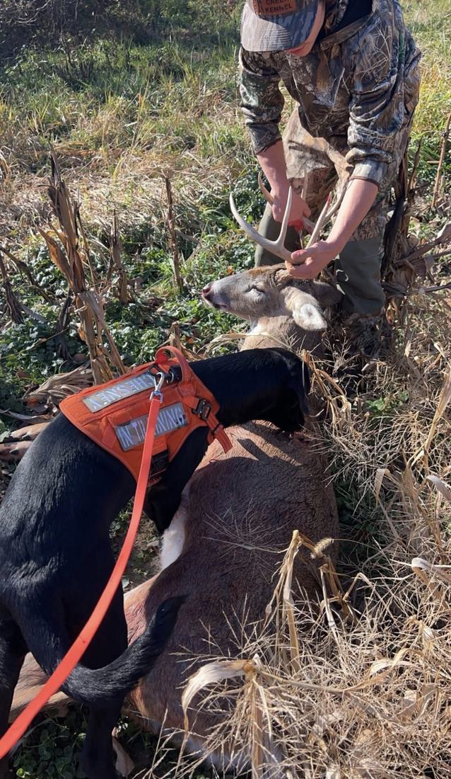 Handler lifting the antlers of a buck while the tracking dog stands over it in a corn edge