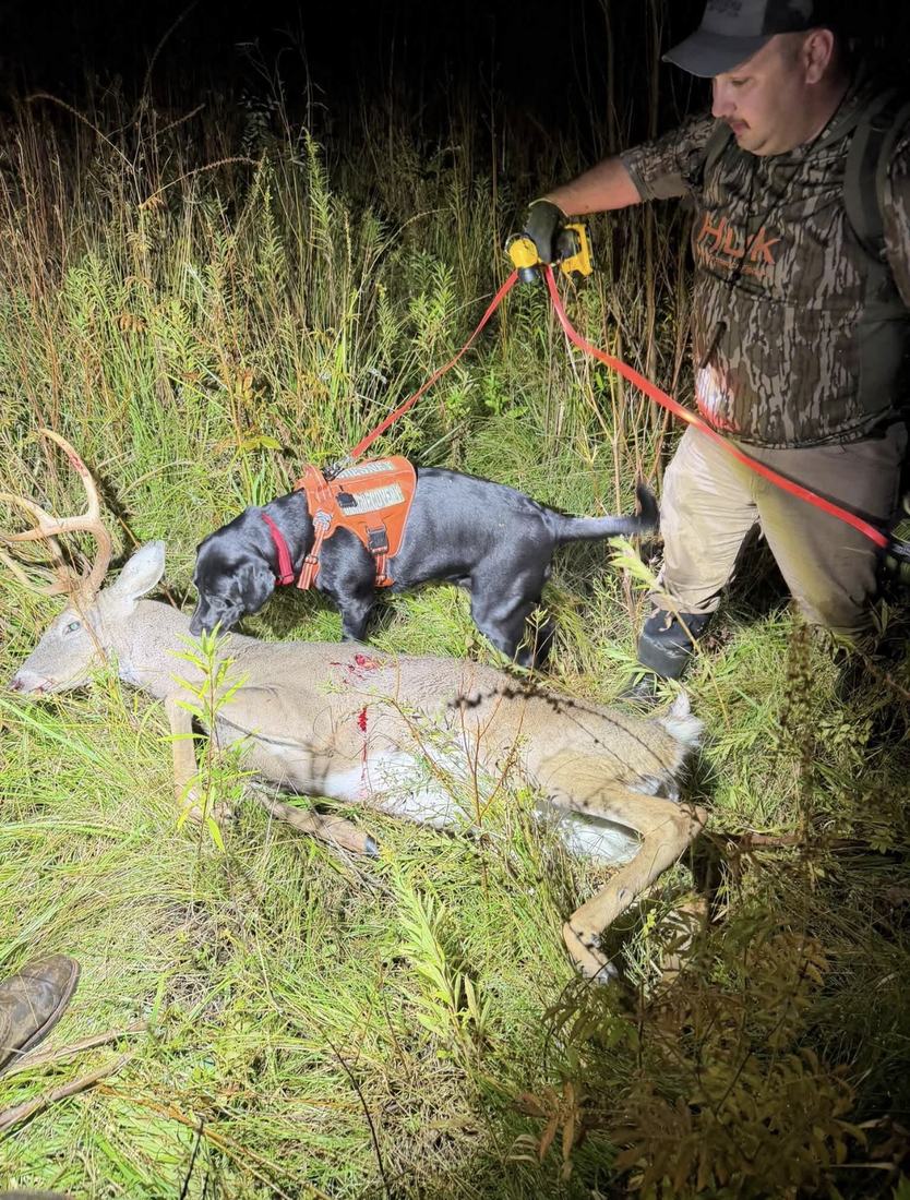 Handler holding the leash while the tracking dog checks a recovered deer at night